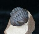 Curled Phacops Trilobite - Beautiful Shell Coloration #12238-2